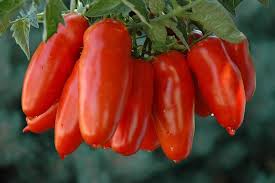 Red Yellow San Marzano Tomato Solanum lycopersicum for planting in urban garden